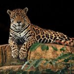 Experiencia Jaguar